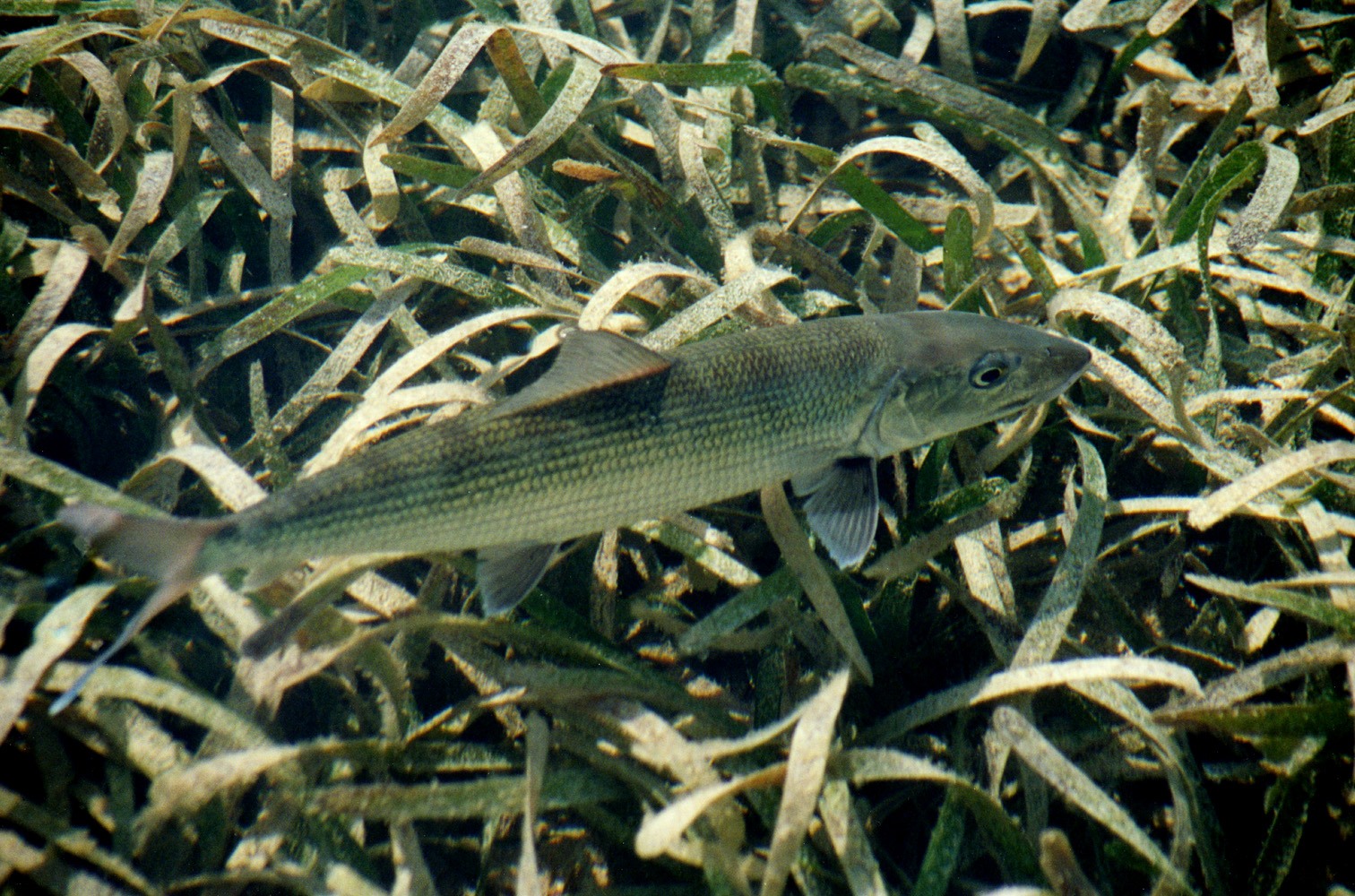 bonefish turtlegrass