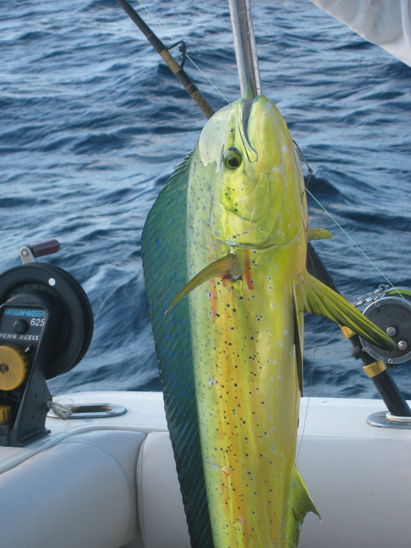 mahi mahi