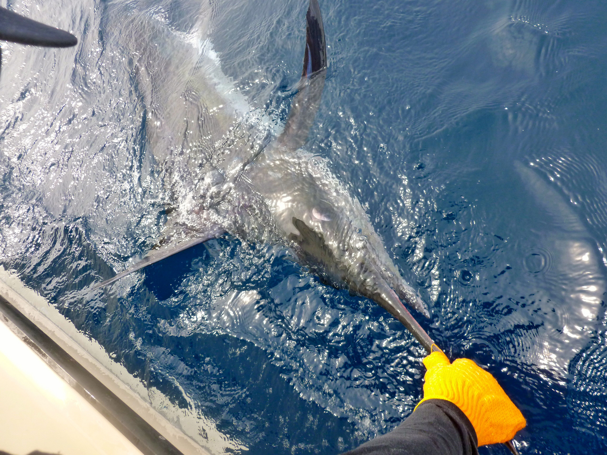 marlin catch release