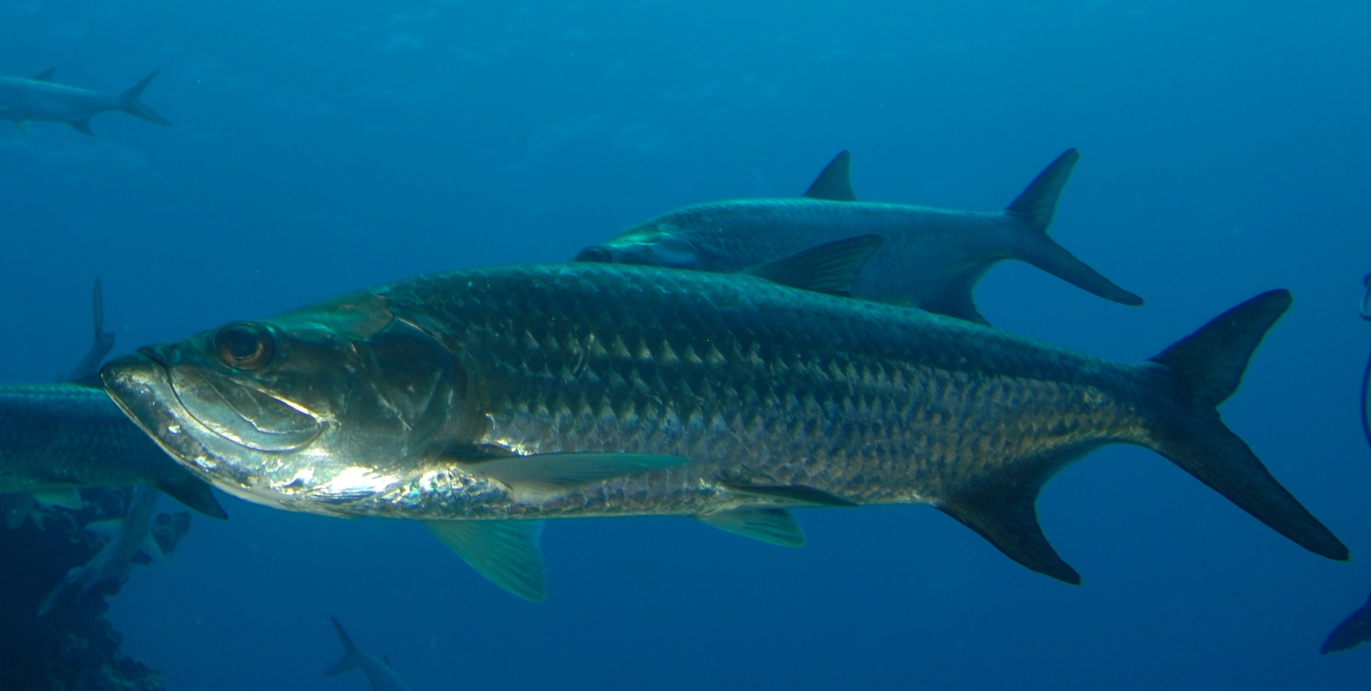 tarpon fish image