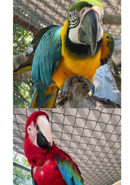 laviscount parrots