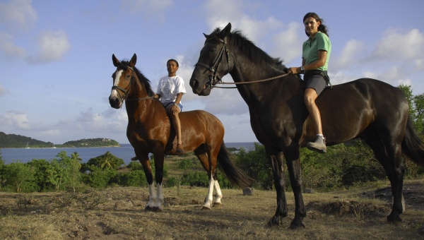 horse riding antigua